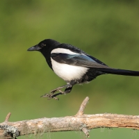 Sroka - Pica pica - Eurasian Magpie