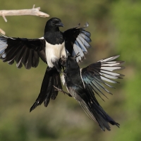 Sroka - Pica pica - Eurasian Magpie