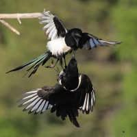 Sroka - Pica pica - Eurasian Magpie