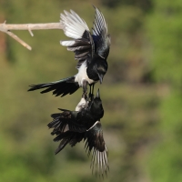 Sroka - Pica pica - Eurasian Magpie