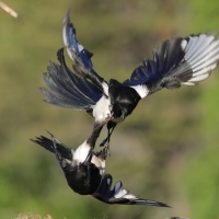 Sroka - Pica pica - Eurasian Magpie