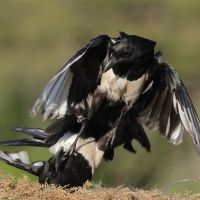 Sroka - Pica pica - Eurasian Magpie