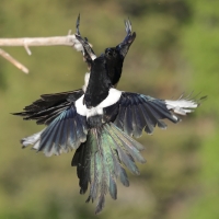 Sroka - Pica pica - Eurasian Magpie