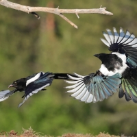 Sroka - Pica pica - Eurasian Magpie
