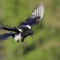 Sroka - Pica pica - Eurasian Magpie