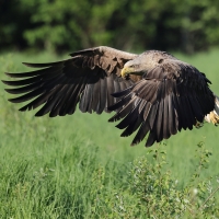 Bielik - Haliaeetus albicilla - White-tailed Sea Eagle