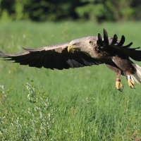 Bielik - Haliaeetus albicilla - White-tailed Sea Eagle