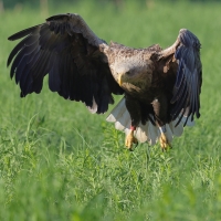 Bielik - Haliaeetus albicilla - White-tailed Sea Eagle