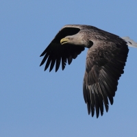 Bielik - Haliaeetus albicilla - White-tailed Sea Eagle