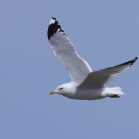 Mewa siwa - Larus canus - Mew Gull