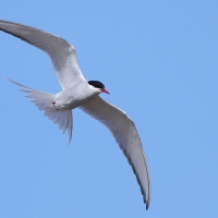 Rybitwa popielata - Sterna paradisaea - Arctic Tern