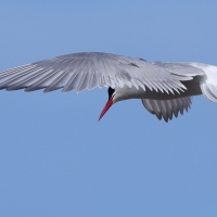 Rybitwa popielata - Sterna paradisaea - Arctic Tern