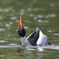 Szlachar - Mergus serrator - Red-breasted Merganser