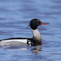 Szlachar - Mergus serrator - Red-breasted Merganser