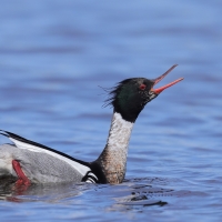 Szlachar - Mergus serrator - Red-breasted Merganser