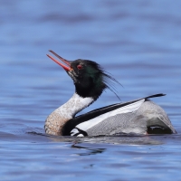Szlachar - Mergus serrator - Red-breasted Merganser