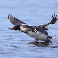 Szlachar - Mergus serrator - Red-breasted Merganser