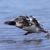 Szlachar - Mergus serrator - Red-breasted Merganser