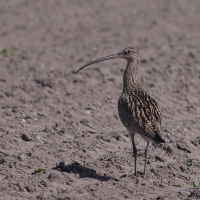 Kulik wielki - Numenius arquata - Eurasian Curlew