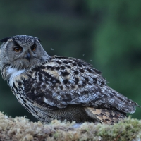 Puchacz - Eurasian Eagle-Owl