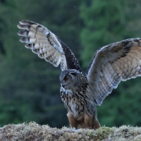 Puchacz - Eurasian Eagle-Owl