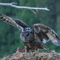 Puchacz - Eurasian Eagle-Owl