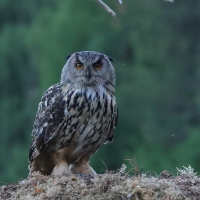 Puchacz - Eurasian Eagle-Owl