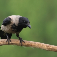 Wrona siwa - Hooded Crow