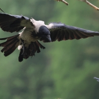 Wrona siwa - Hooded Crow
