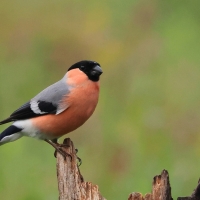 Gil - Eurasian Bullfinch