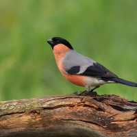 Gil - Eurasian Bullfinch