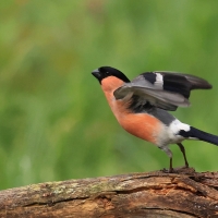 Gil - Eurasian Bullfinch