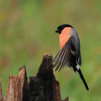 Gil - Eurasian Bullfinch