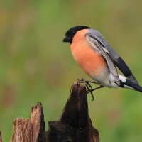 Gil - Eurasian Bullfinch
