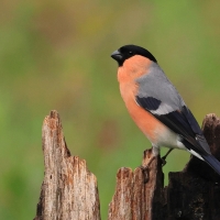 Gil - Eurasian Bullfinch