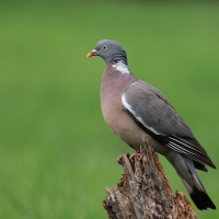 Grzywacz - Wood Pigeon