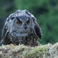 Puchacz - Eurasian Eagle-Owl