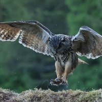 Puchacz - Eurasian Eagle-Owl