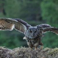 Puchacz - Eurasian Eagle-Owl