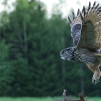 Puchacz - Eurasian Eagle-Owl