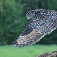 Puchacz - Eurasian Eagle-Owl