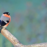 Gil - Eurasian Bullfinch