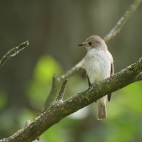 Muchołówka szara - Spotted Flycatcher