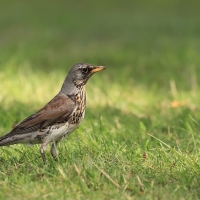 Kwiczoł - Fieldfare