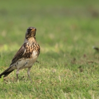 Kwiczoł - Fieldfare