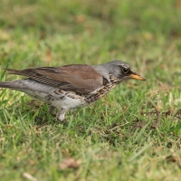 Kwiczoł - Fieldfare