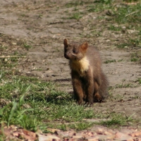 Kuna leśna - Pine marten