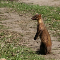 Kuna leśna - Pine marten