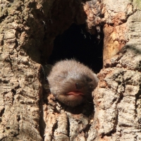 Kuna leśna - Pine marten