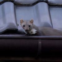 Kuna domowa - Beech marten